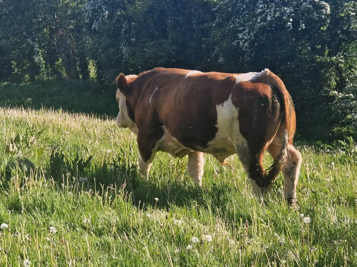 Pbr Simmental bull - Image 2
