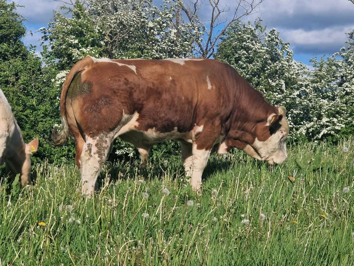 Pbr Simmental bull - Image 4