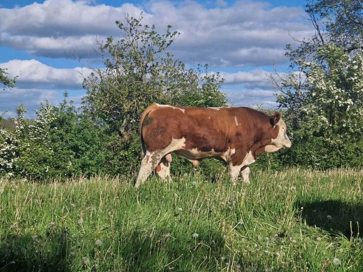 Pbr Simmental bull - Image 3