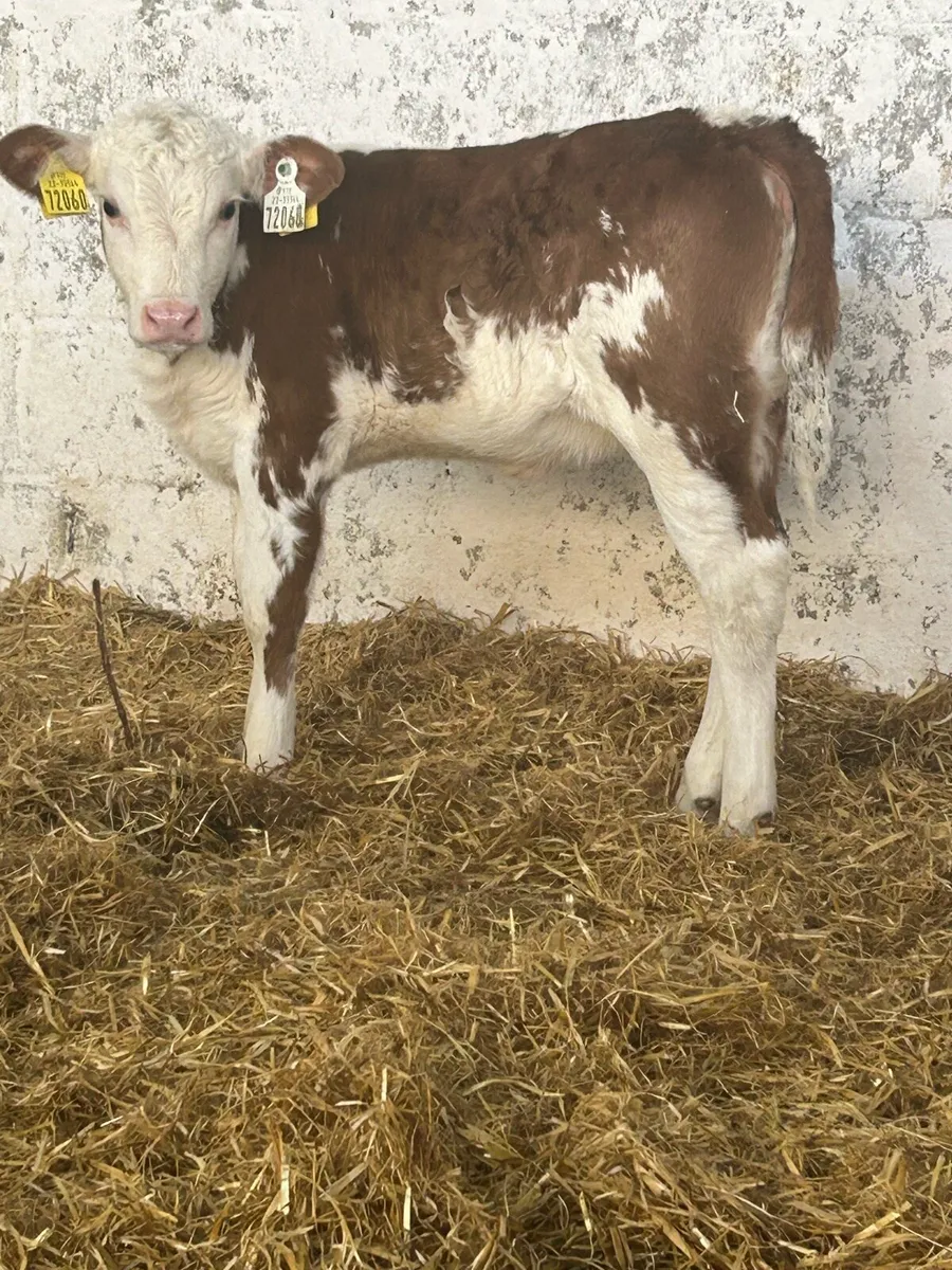 A SUPER STRAWBERRY ROAN HEREFORD HEIFER CALF - Image 2