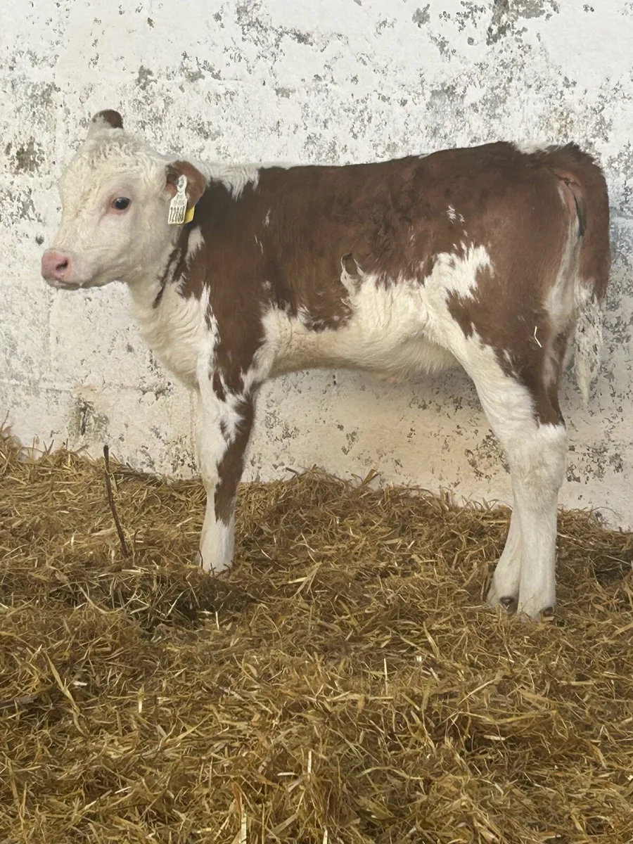 A SUPER STRAWBERRY ROAN HEREFORD HEIFER CALF - Image 4