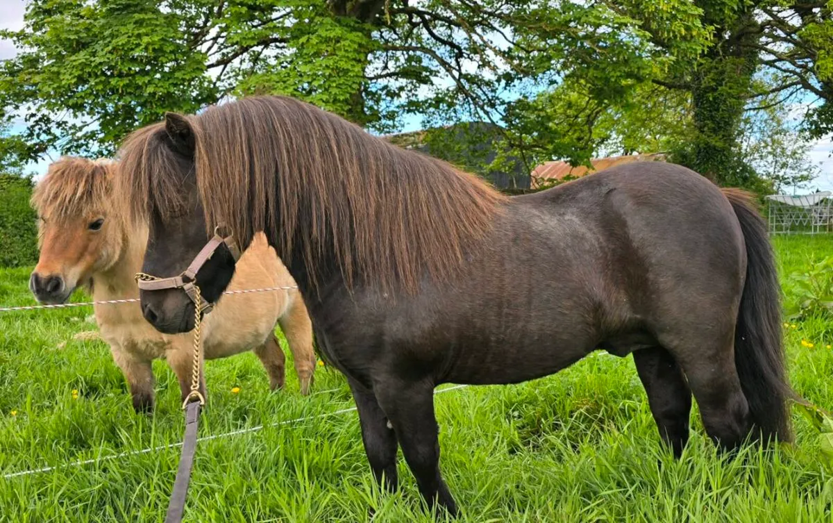Mini Shetland Stallion At Stud - Image 2