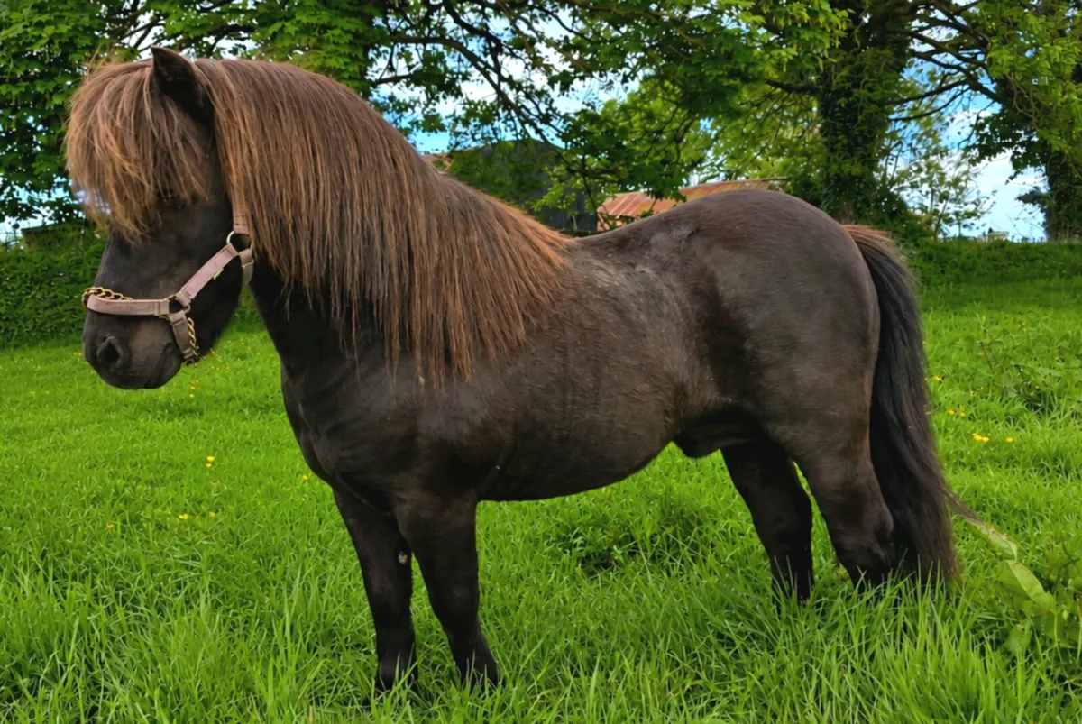 Mini Shetland Stallion At Stud - Image 1