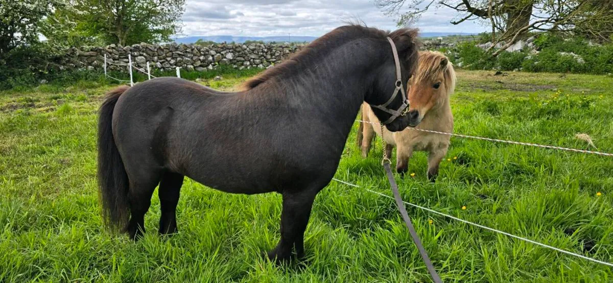 Mini Shetland Stallion At Stud - Image 4