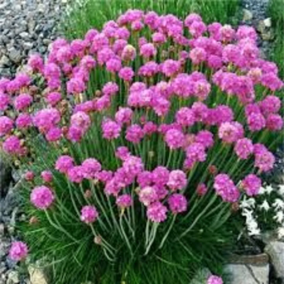 Perennials in many varieties - Image 1