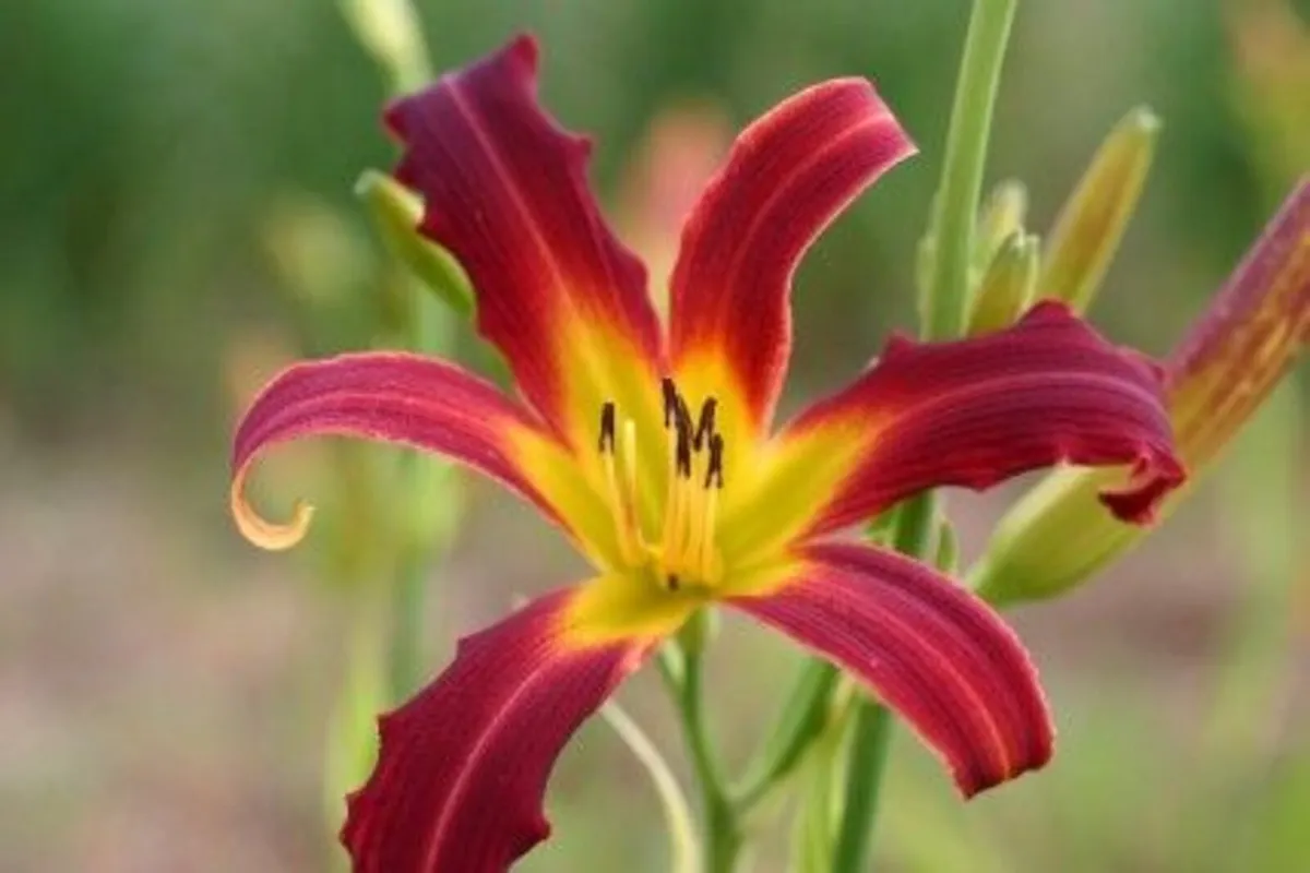 Perennials in many varieties - Image 3