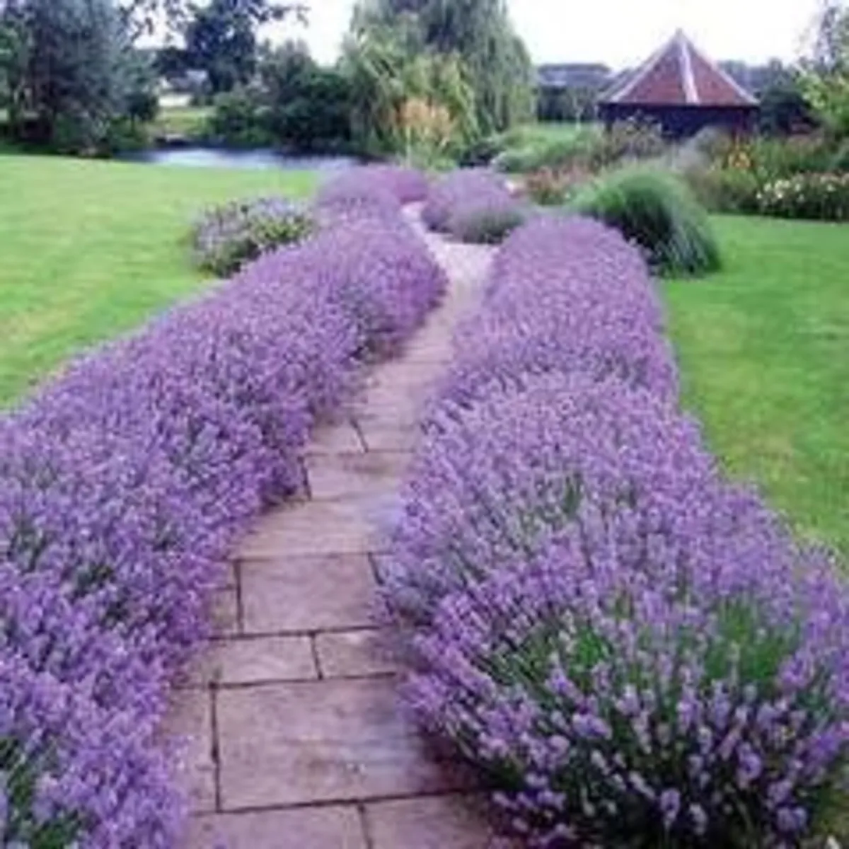 Perennials in many varieties - Image 4