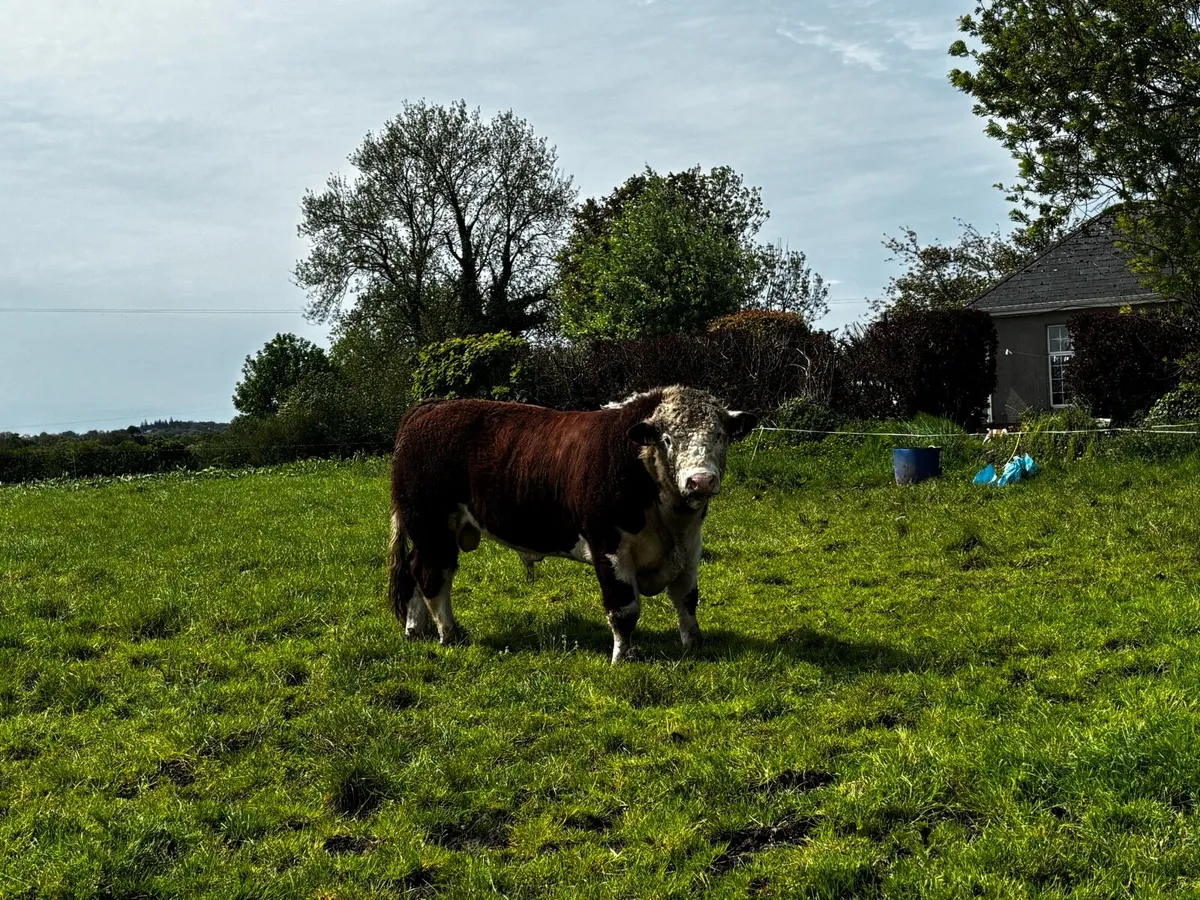 Pedigree Hereford bulls - Image 4