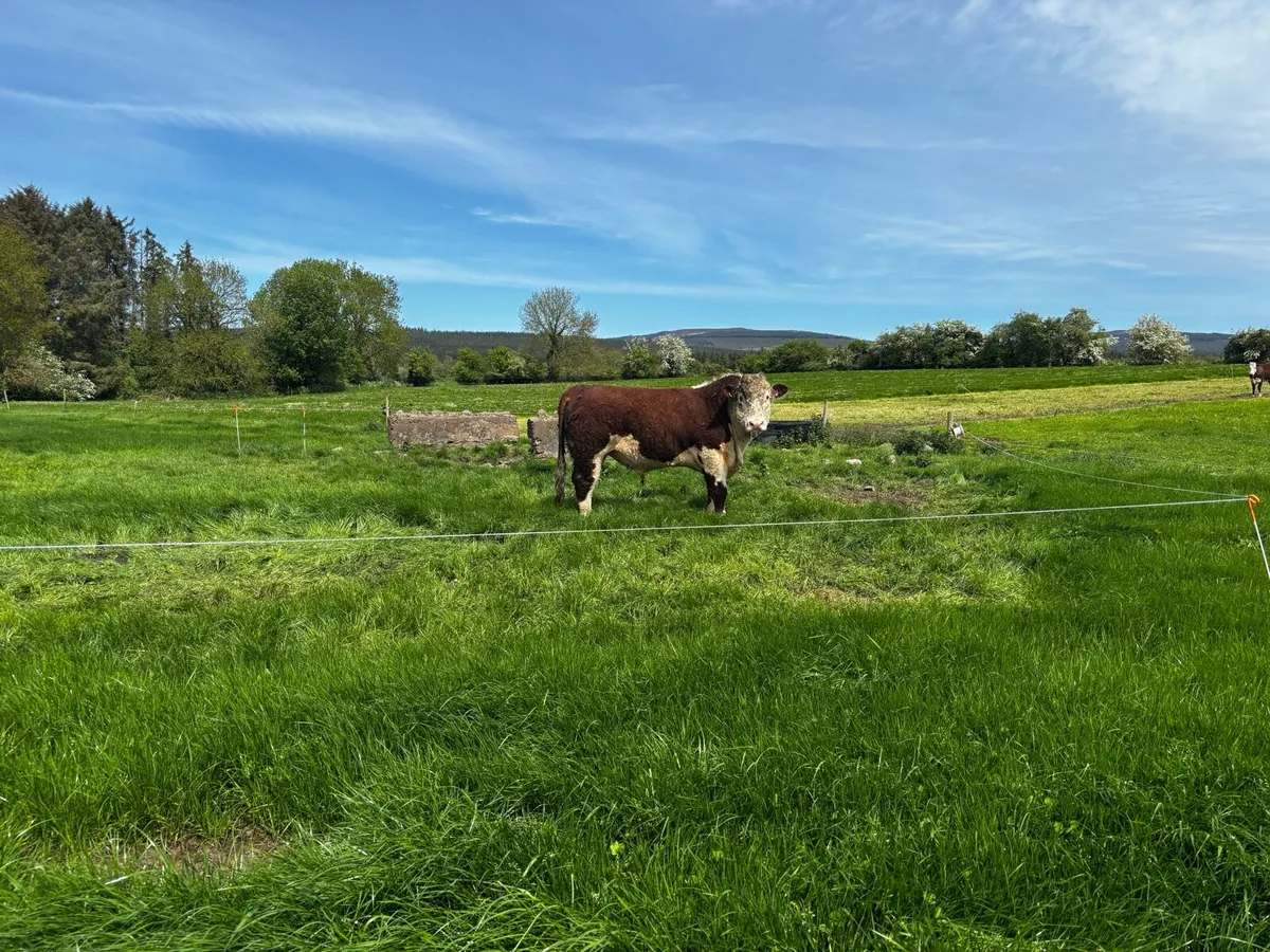 Pedigree Hereford bulls - Image 2