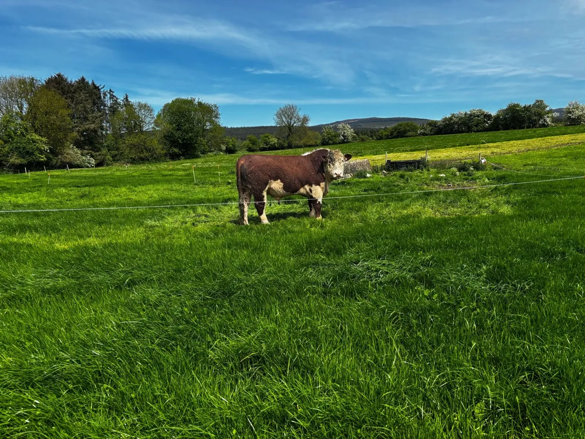 Pedigree Hereford bulls - Image 3