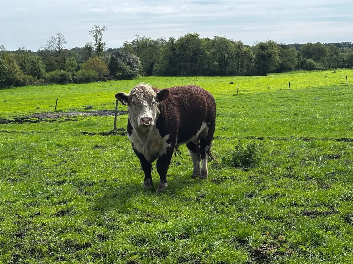 Pedigree Hereford bulls - Image 1