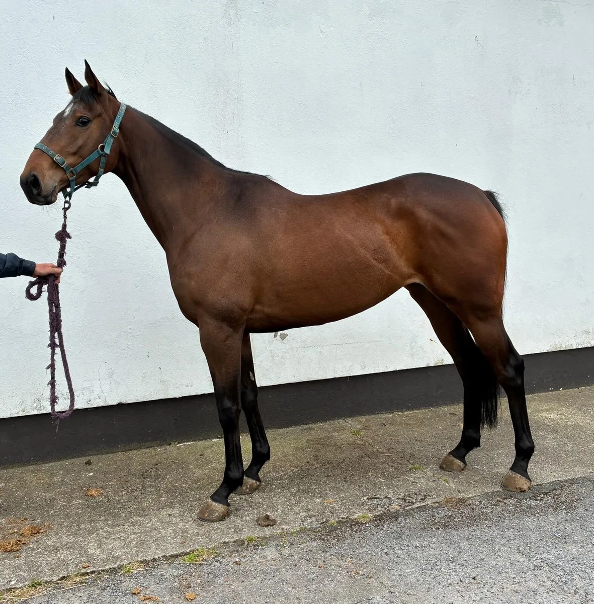 Blue bresil filly for sale - Image 2