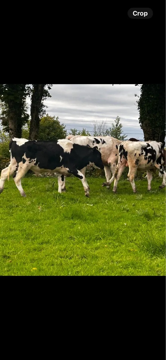 four freisan bullocks - Image 2