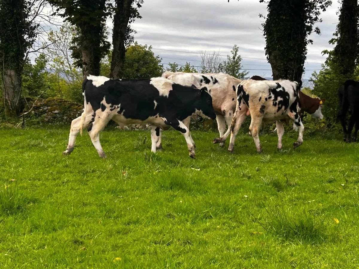four freisan bullocks - Image 3