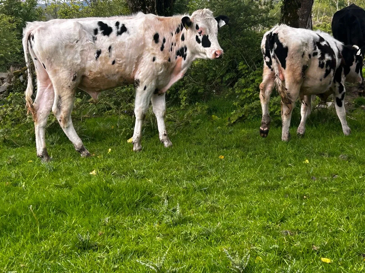 four freisan bullocks - Image 4