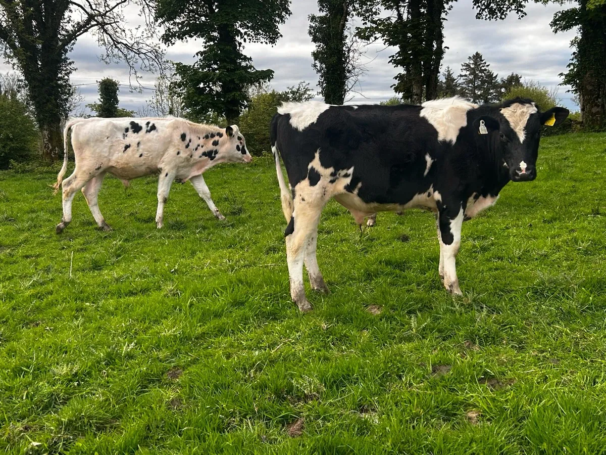 four freisan bullocks - Image 1