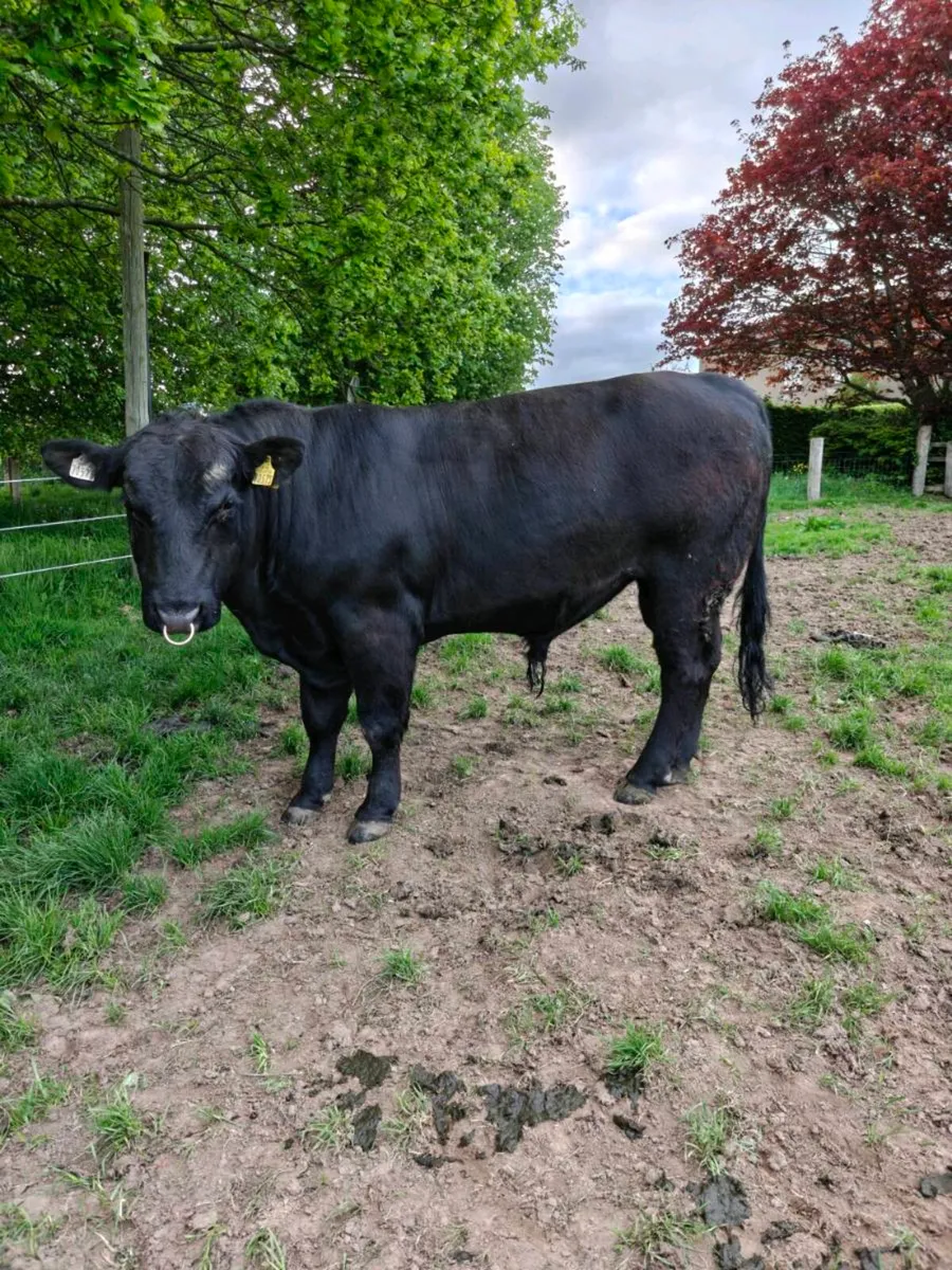 Pedigree Angus Bull - Image 1
