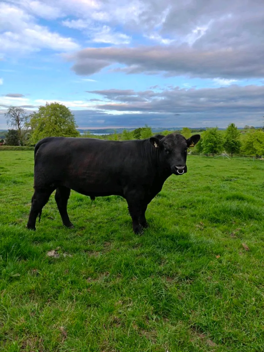 Pedigree Angus Bull - Image 4