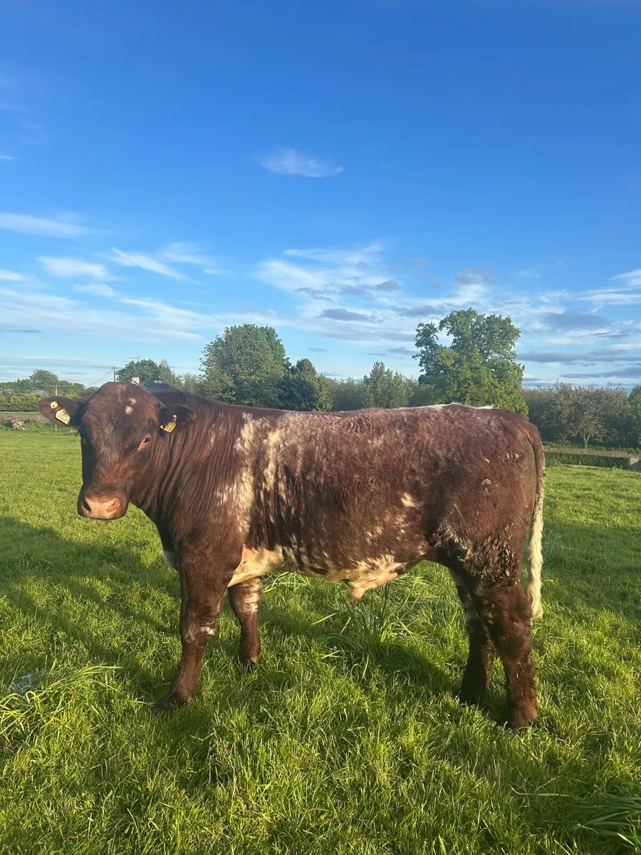 3 pedigree Shorthorn bulls - Image 1
