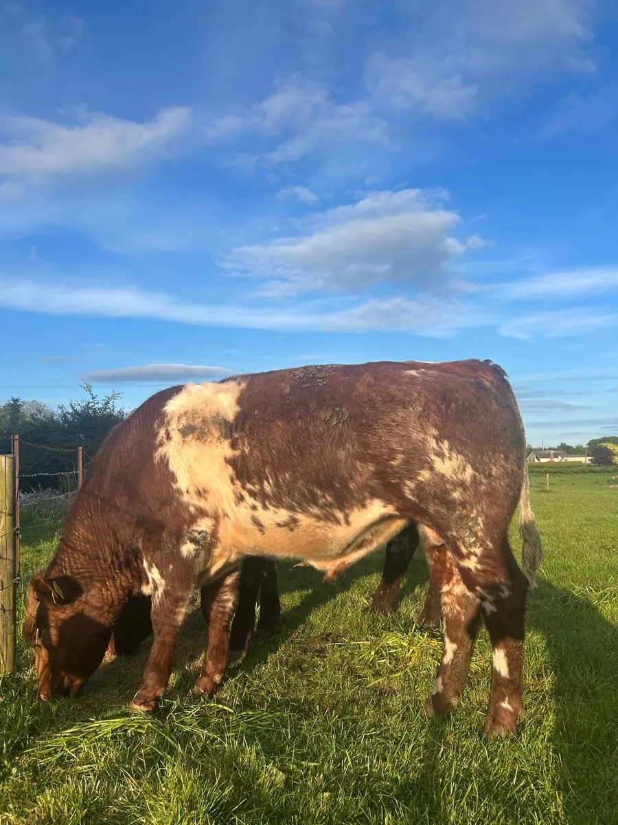 3 pedigree Shorthorn bulls - Image 4