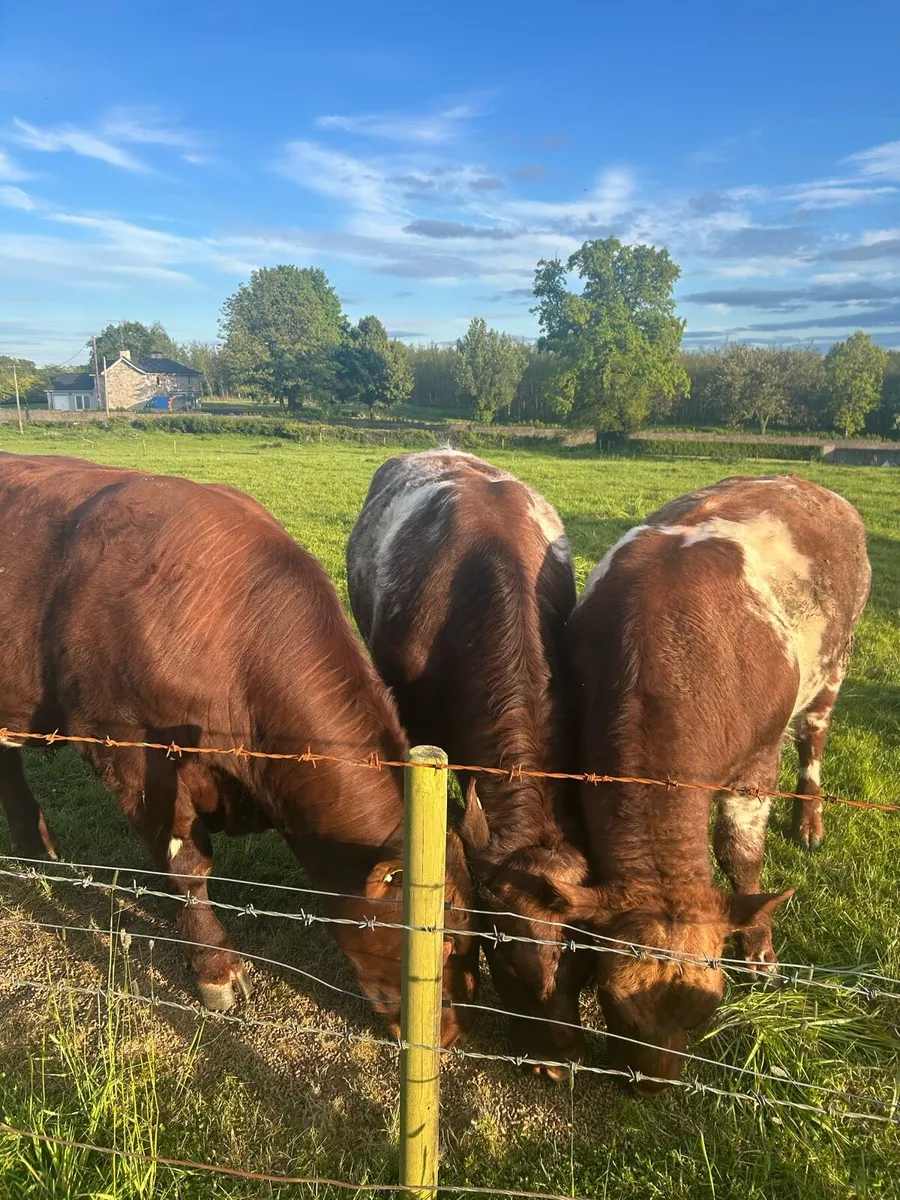 3 pedigree Shorthorn bulls - Image 2