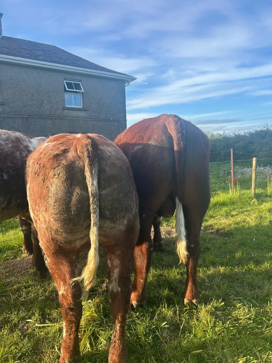 3 pedigree Shorthorn bulls - Image 3