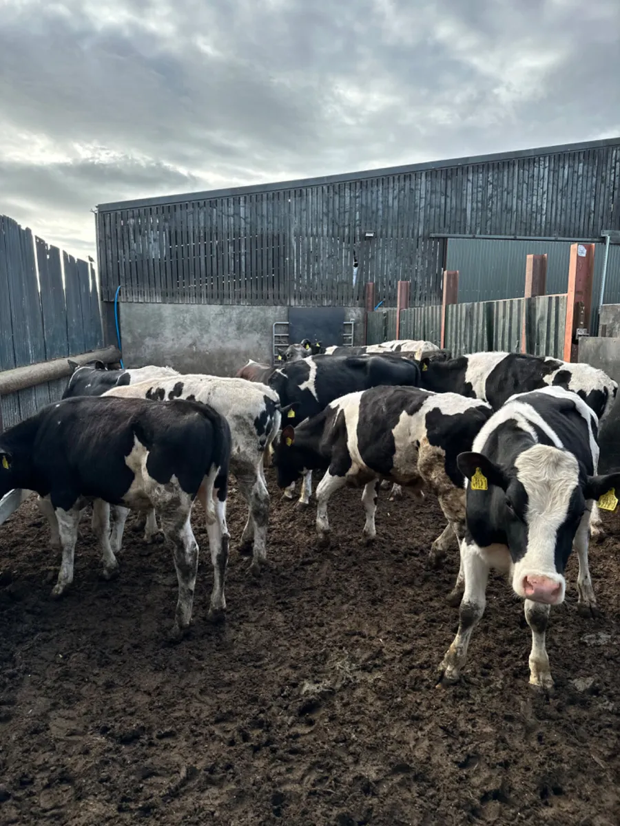 Friesian bulls - Image 1