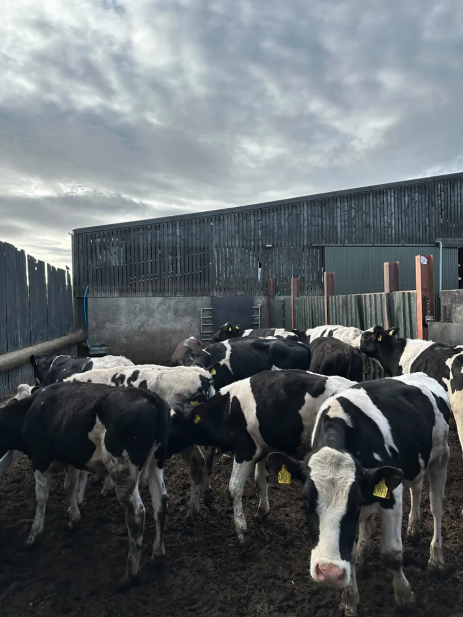 Friesian bulls - Image 2