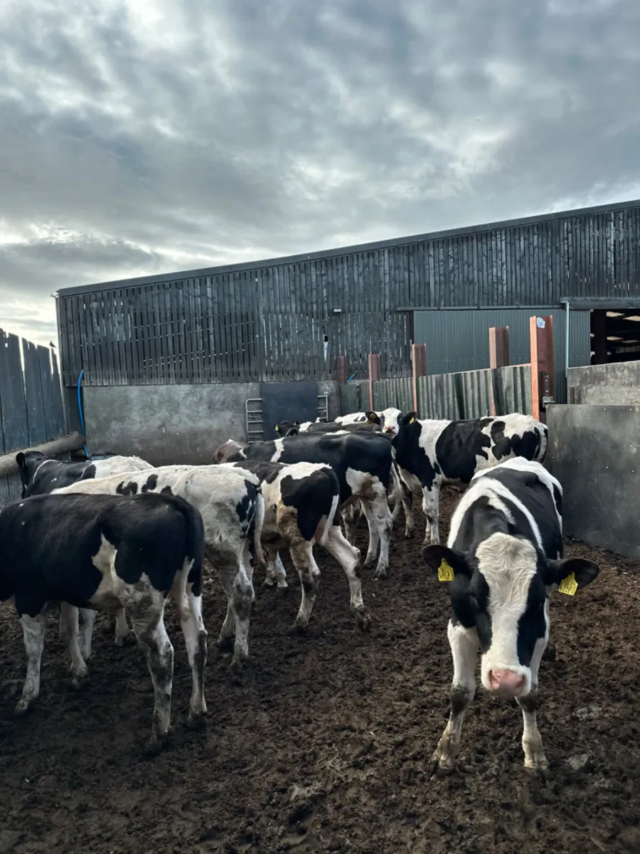 Friesian bulls - Image 4