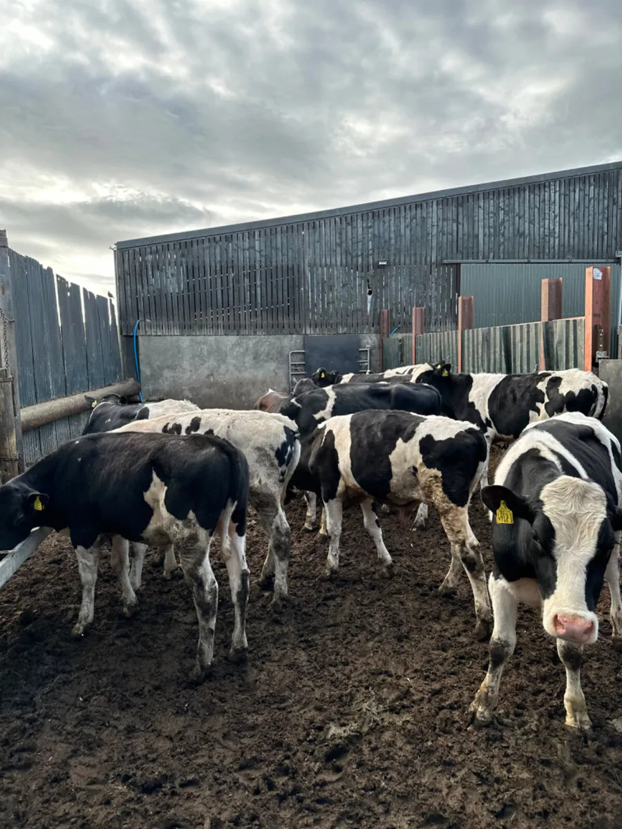 Friesian bulls - Image 3