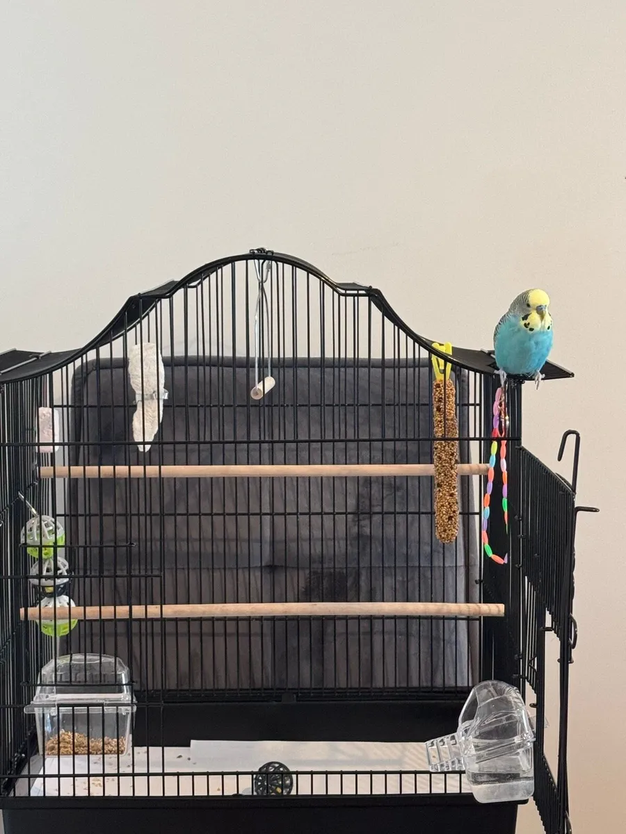 Blue Budgie - Image 1