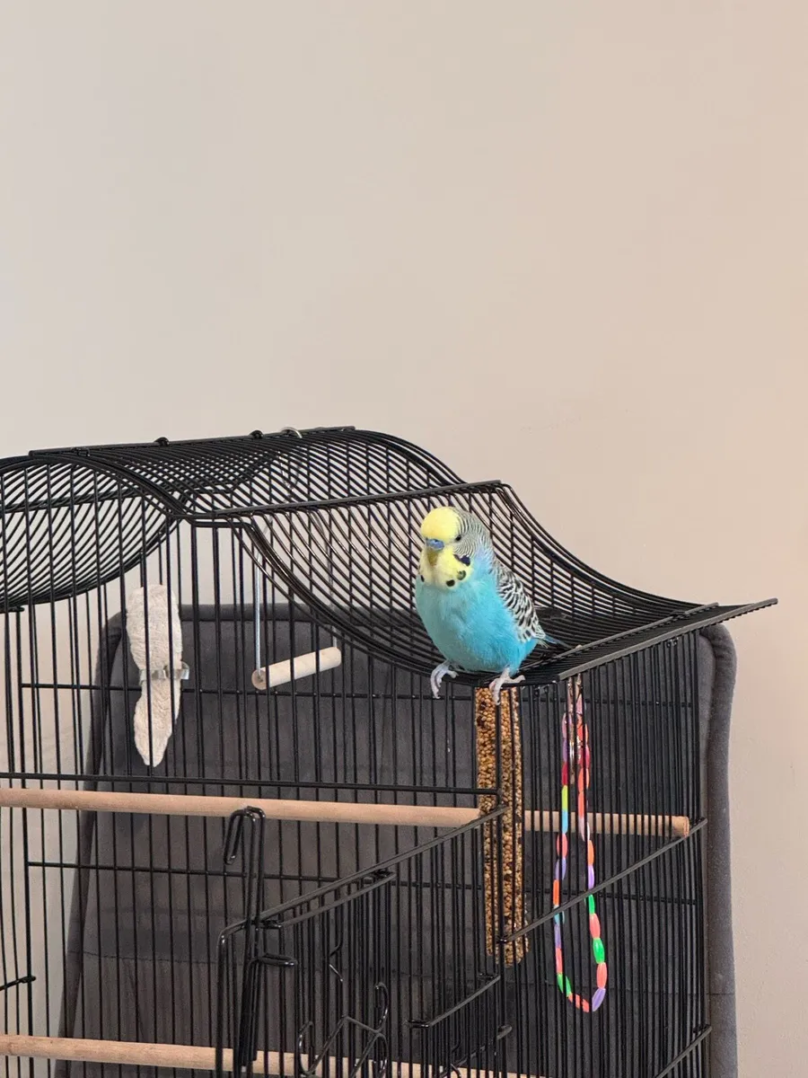Blue Budgie - Image 2