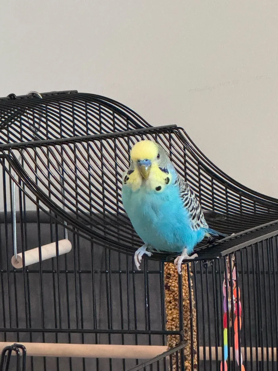 Blue Budgie - Image 3