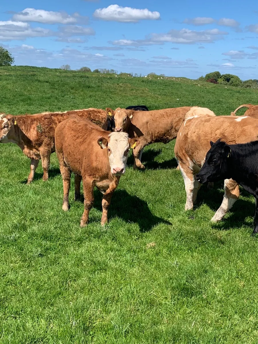 15 super LMX and CHX heifers for sale - Image 1