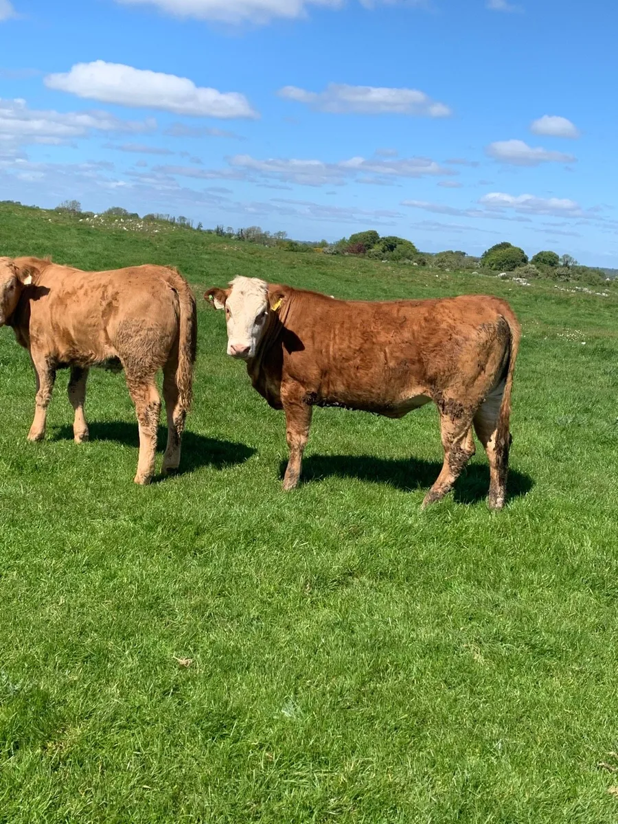 15 super LMX and CHX heifers for sale - Image 2