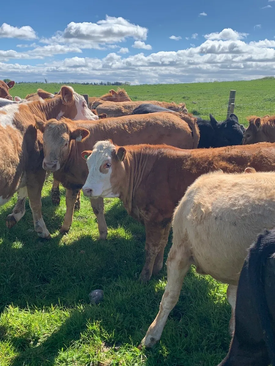 15 super LMX and CHX heifers for sale - Image 4