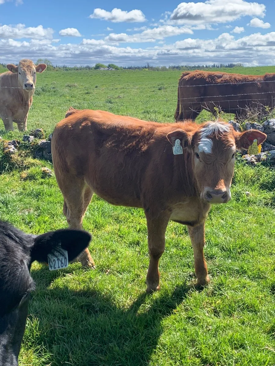 15 super LMX and CHX heifers for sale - Image 3