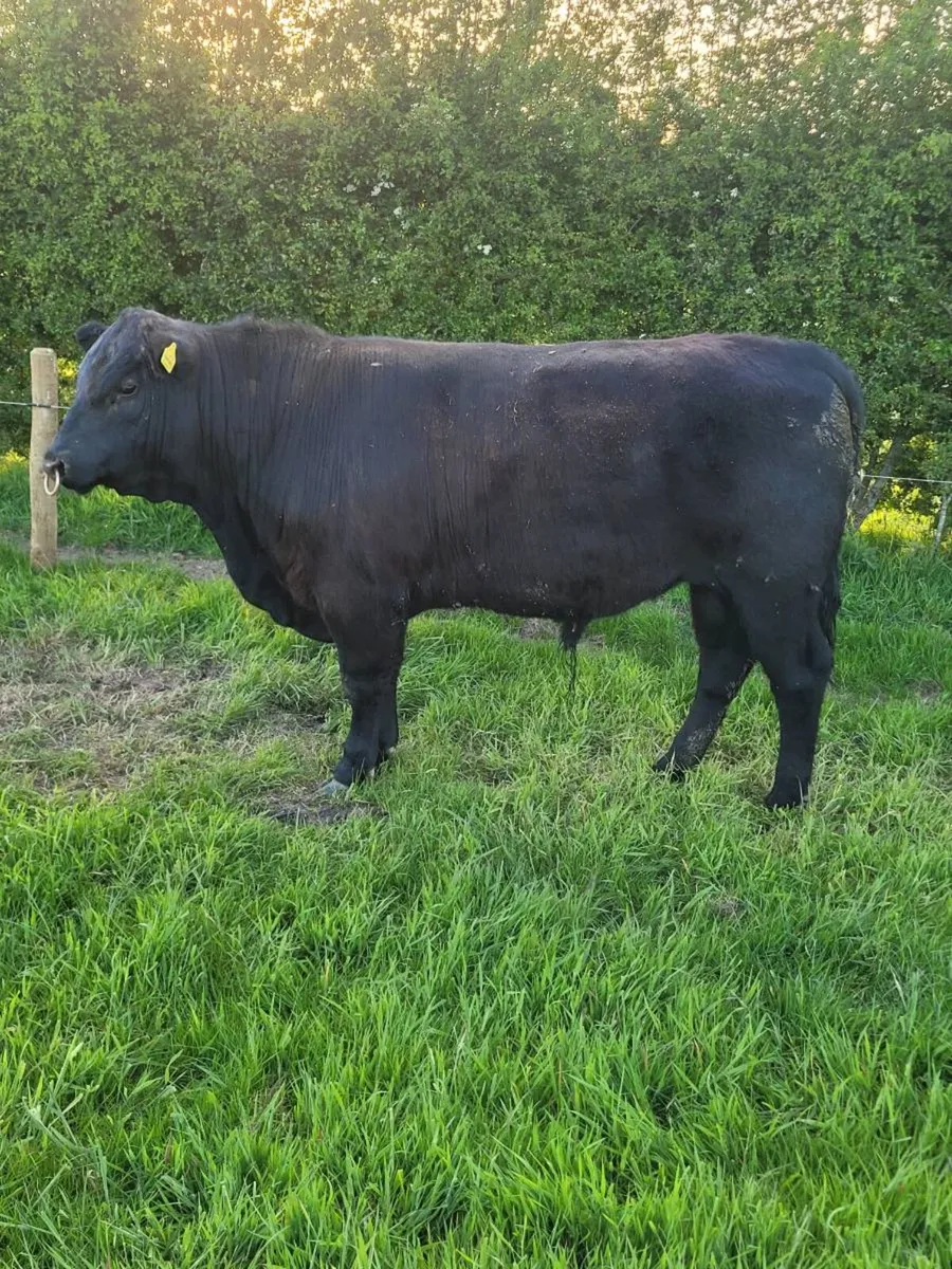 Angus bull - Image 1