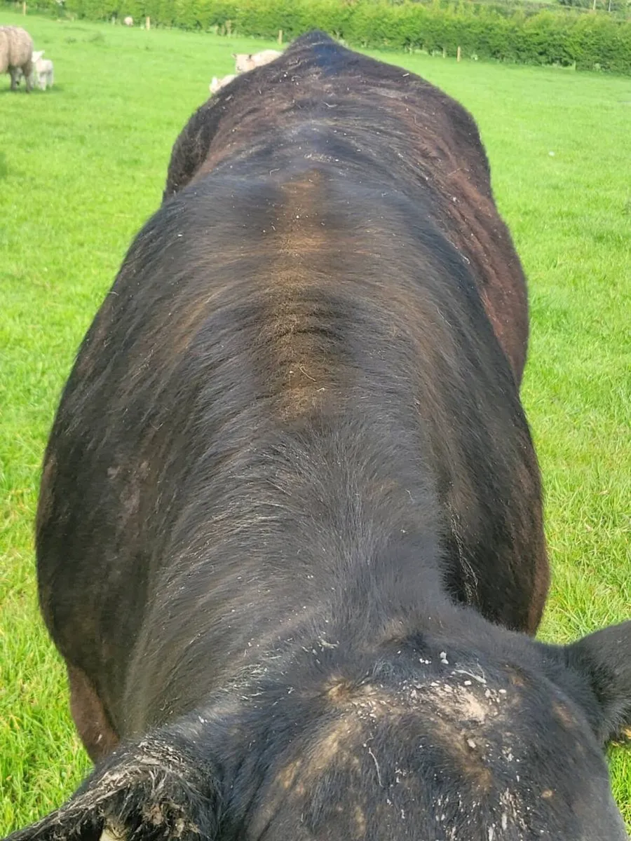 Angus bull - Image 2