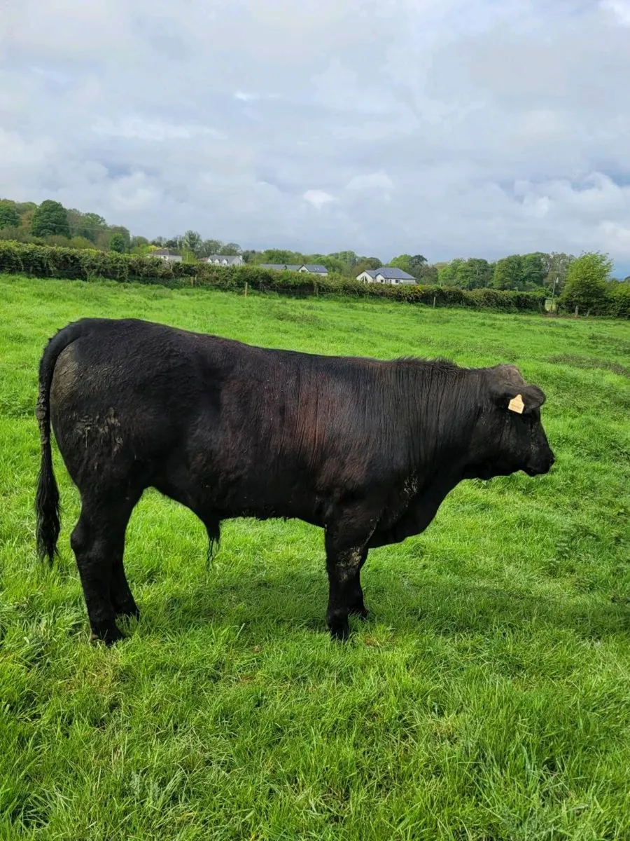 Angus bull - Image 3