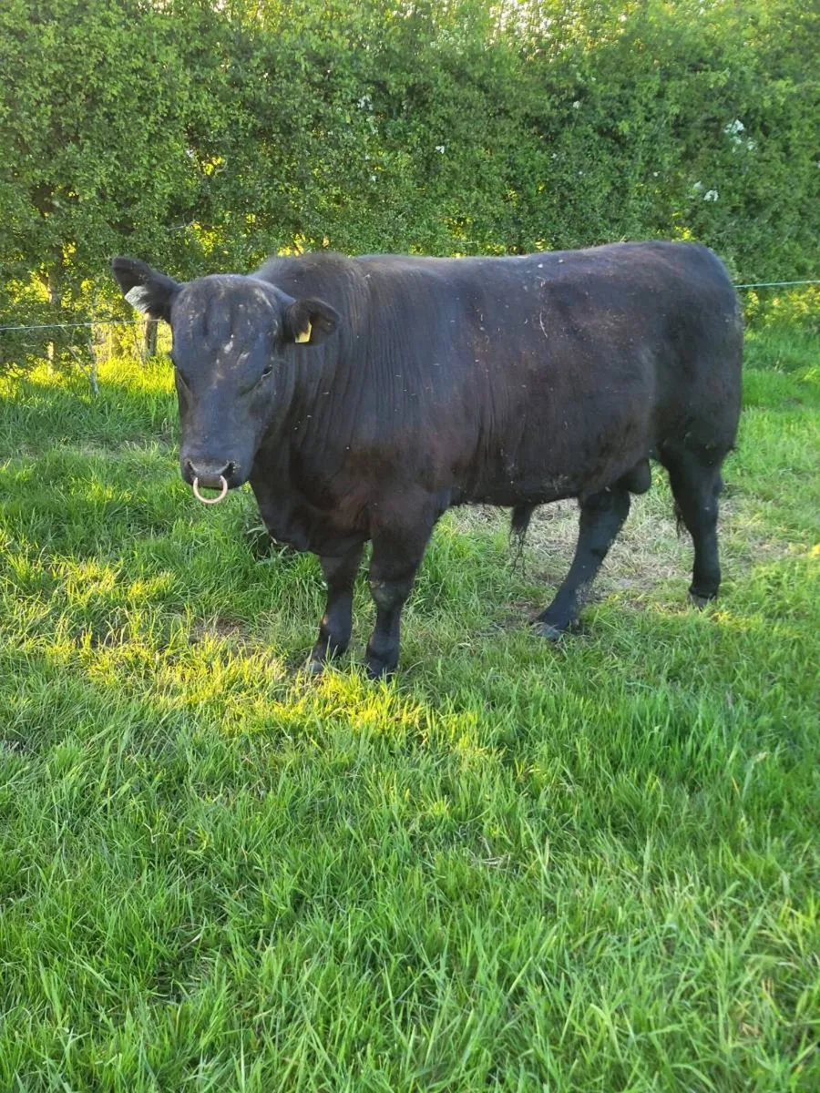 Angus bull - Image 4