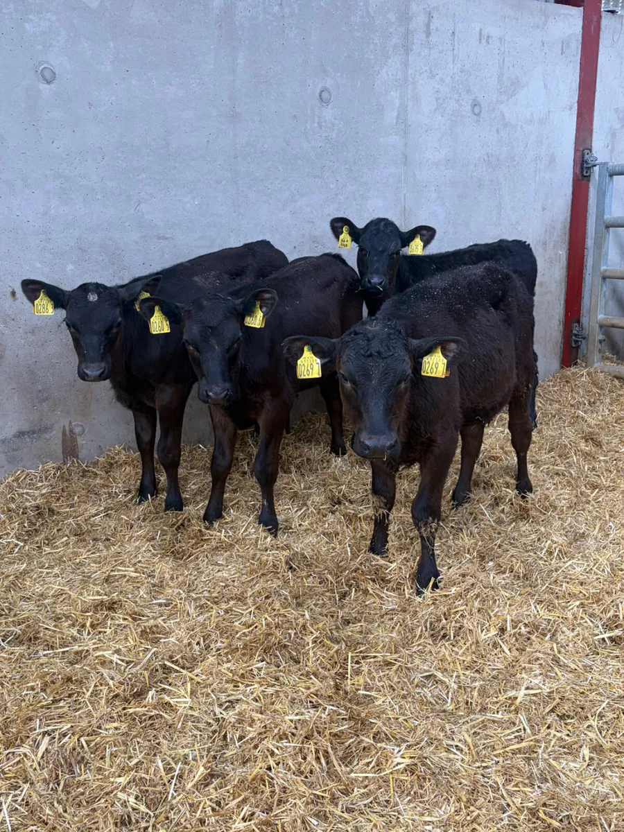 4 Reared Angus Heifers - Image 1