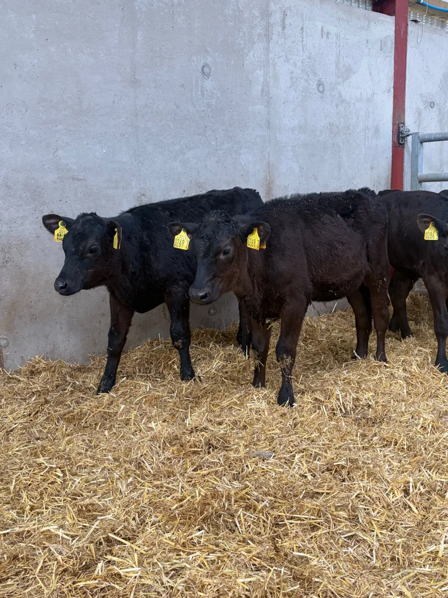 4 Reared Angus Heifers - Image 2