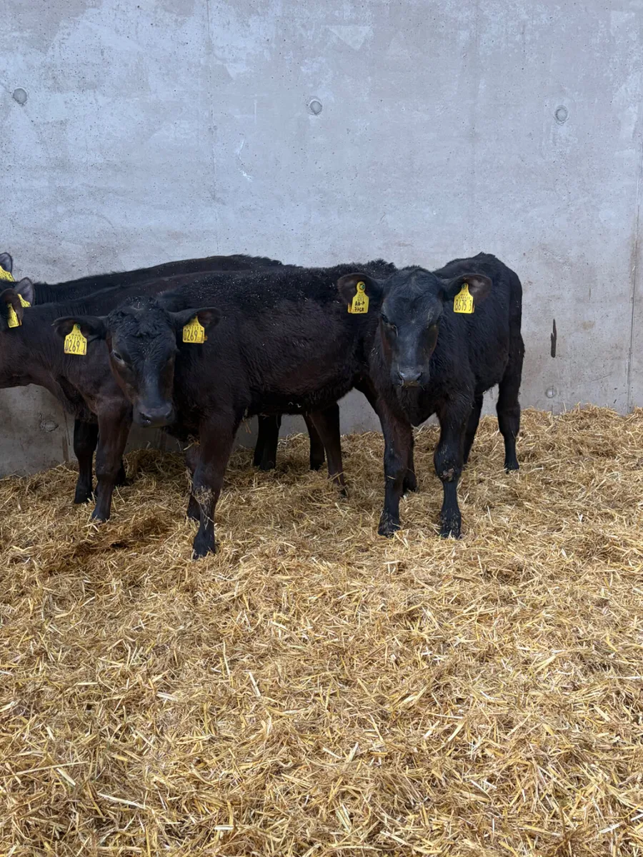 4 Reared Angus Heifers - Image 4