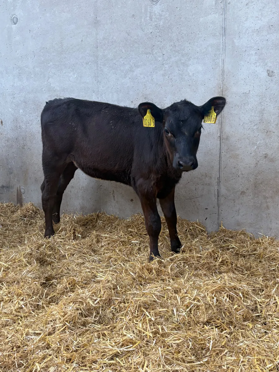 4 Reared Angus Heifers - Image 3