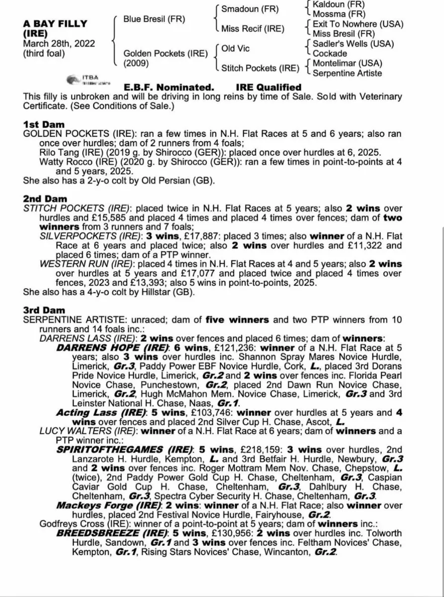 Blue bresil filly for sale - Image 1