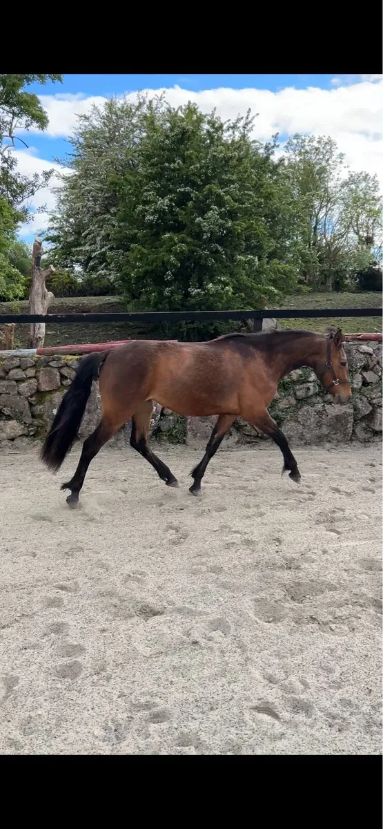 3 year old Connemara filly LOT 141 15th May - Image 2