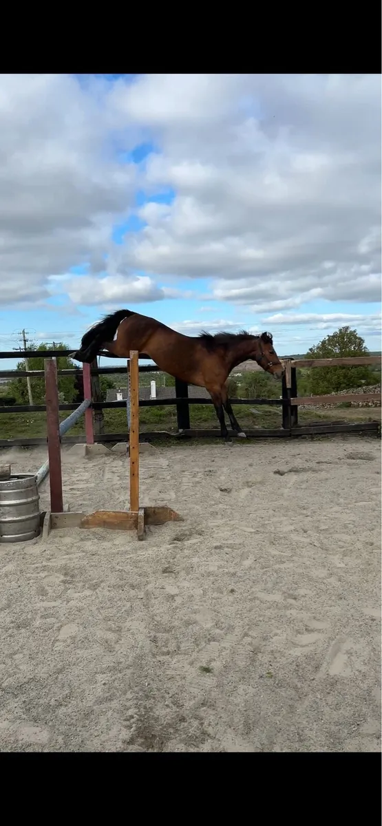 3 year old Connemara filly LOT 141 15th May - Image 4