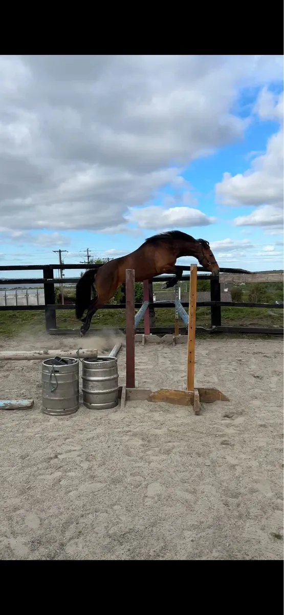 3 year old Connemara filly LOT 141 15th May - Image 3
