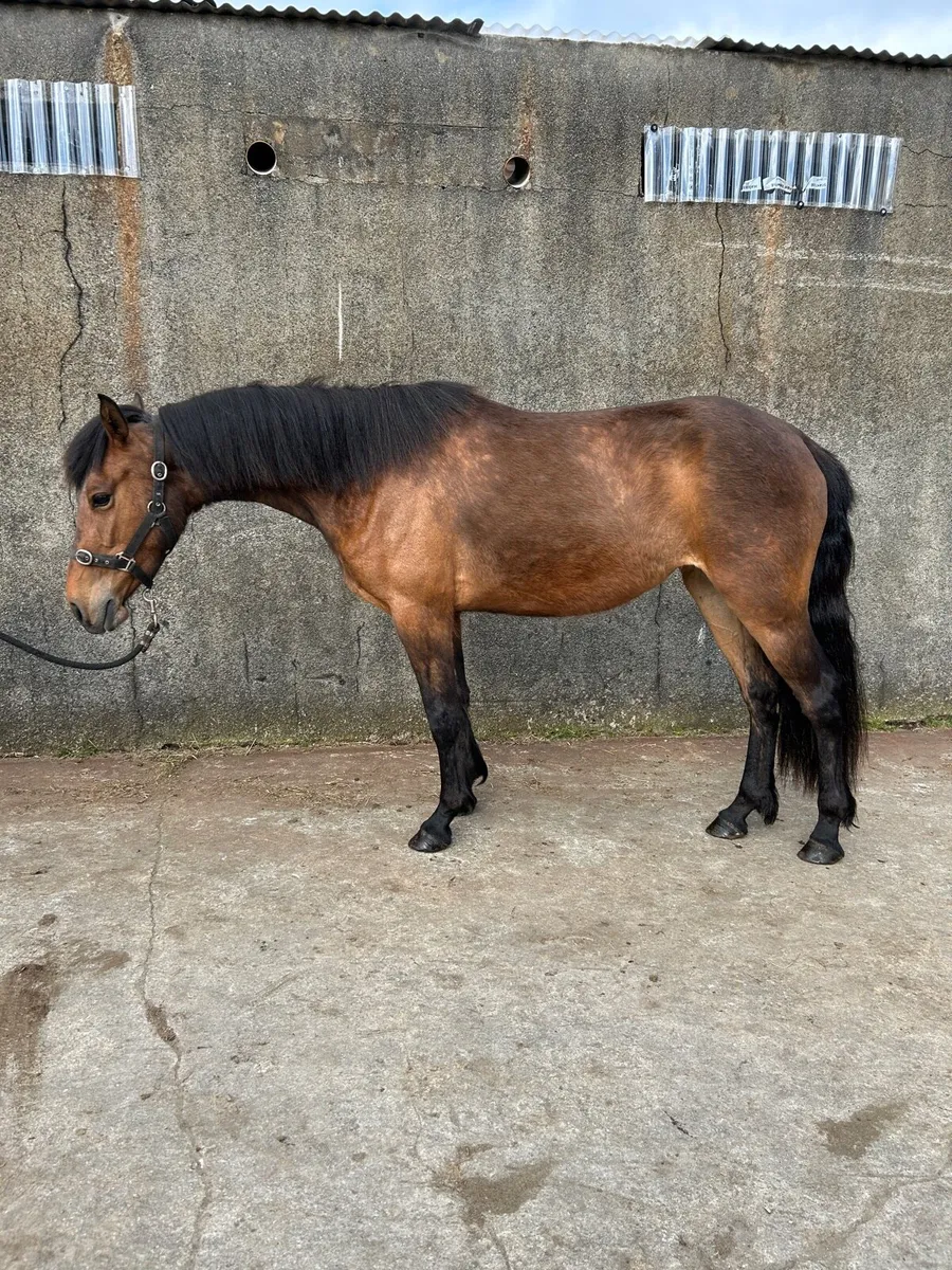 3 year old Connemara filly LOT 141 15th May - Image 1